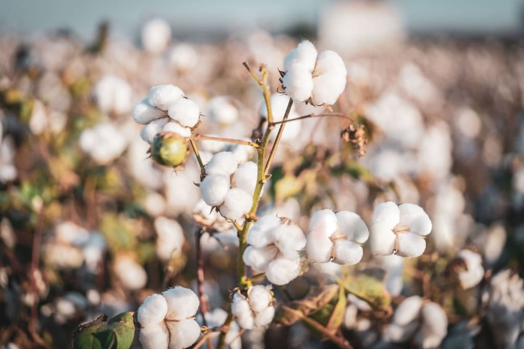 organic cotton farm field for sustainable textile printing