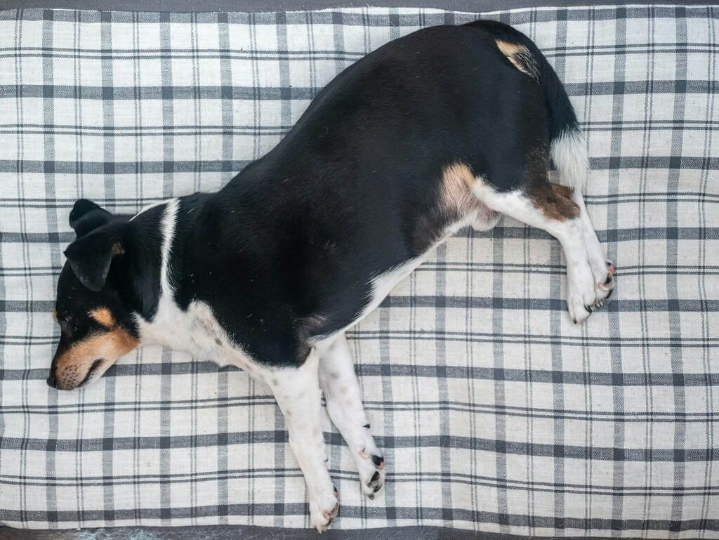Custom printed pet fabric samples for beds, collars, and accessories