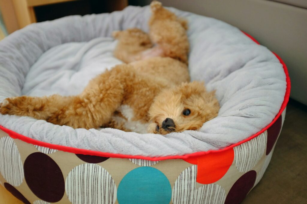Custom printed fabric dog bed with paw print design