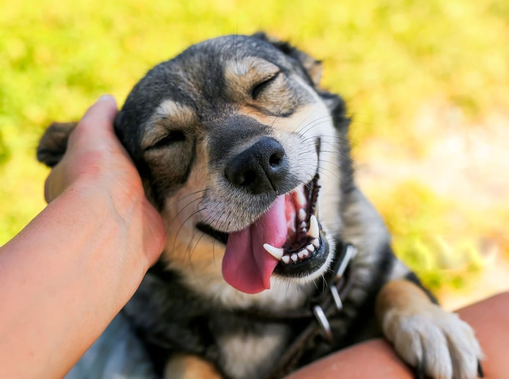 pet fabric printing